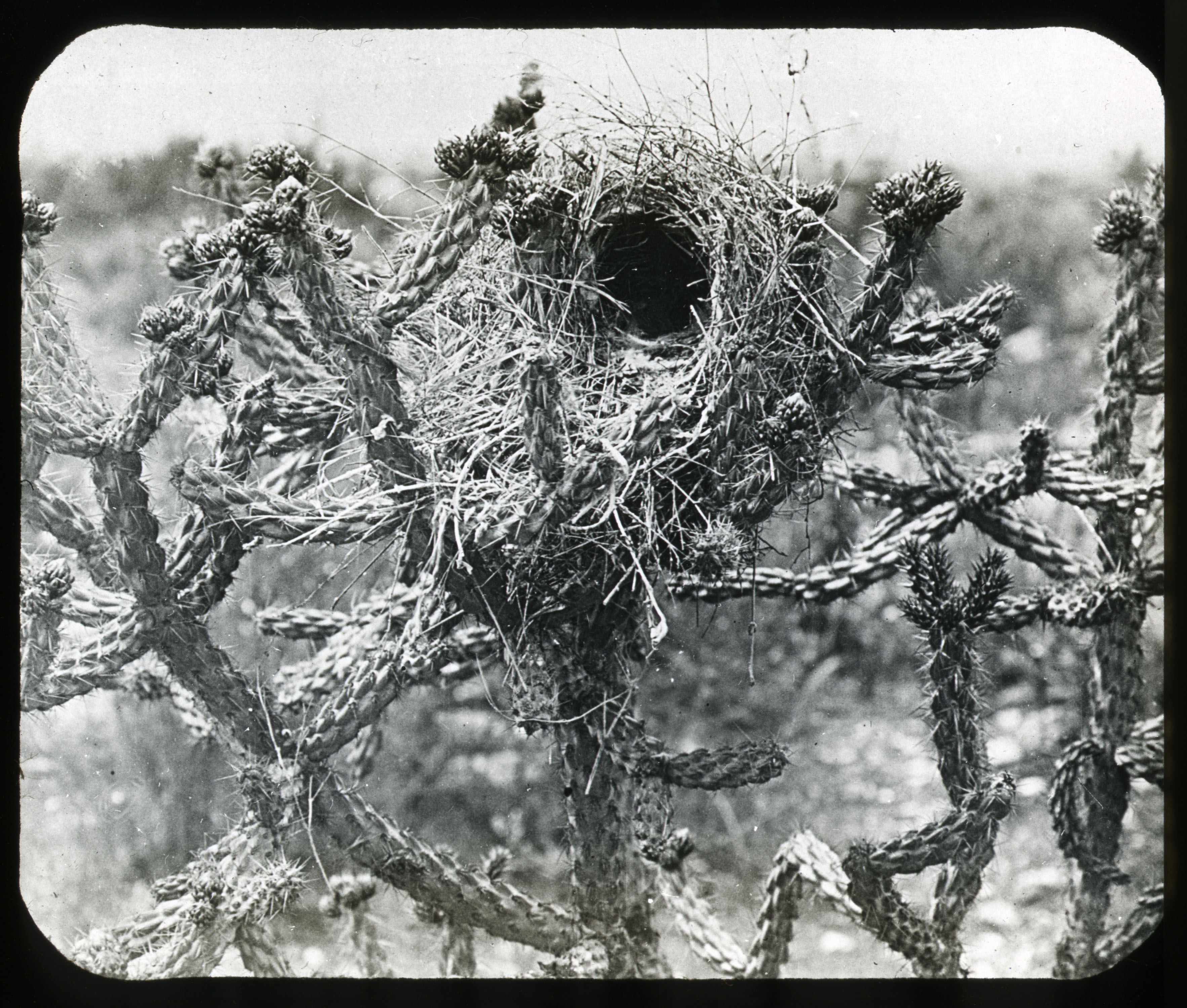 Cactus Wren’s nest, Undated, by W.M. Pierce. Glass lantern slide, Lantern Slide #50.
