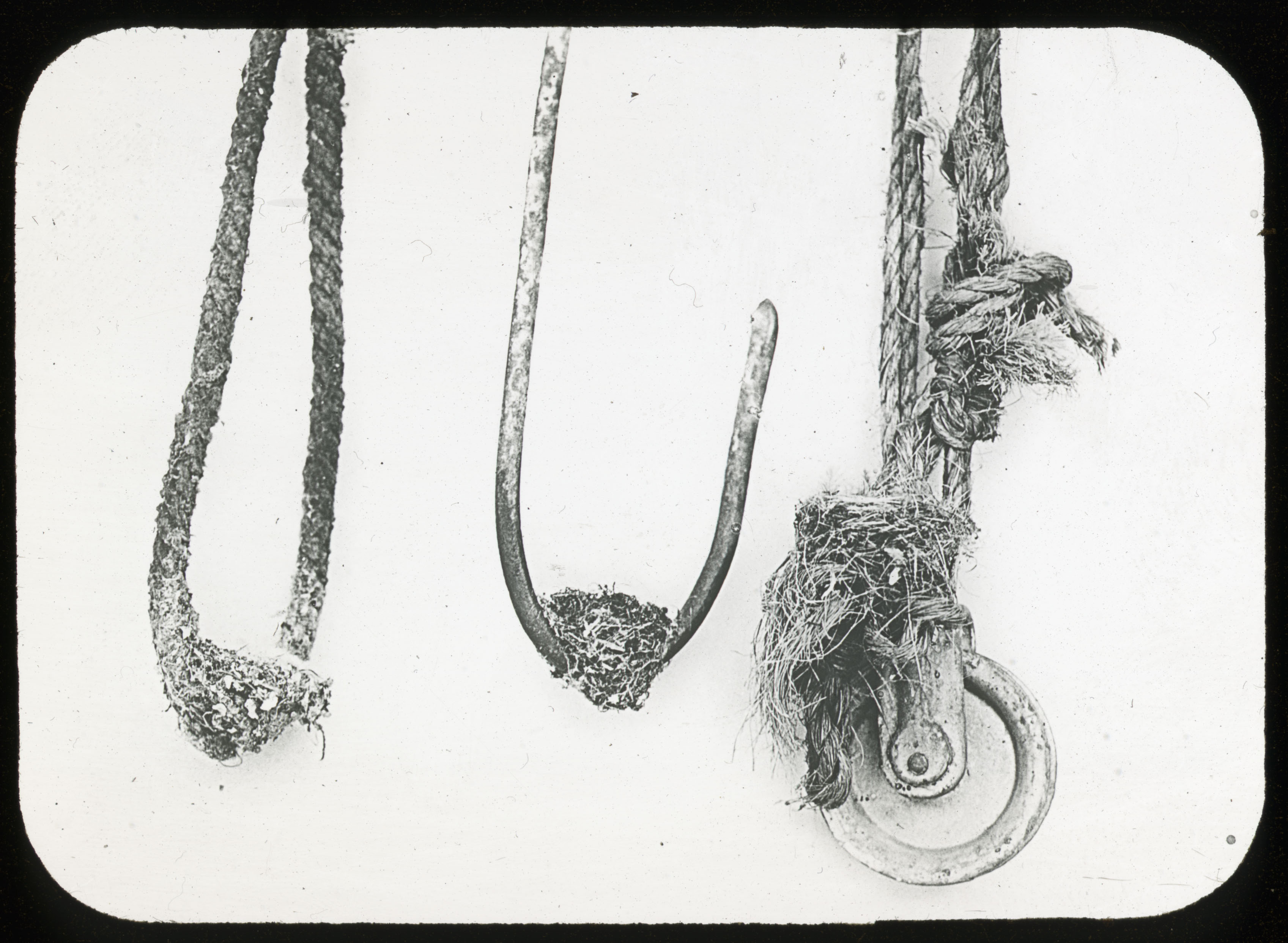 Extraordinary nesting sites of Allen Hummingbird, Undated, by Joseph Mailliard, glass lantern slide, Lantern Slide #60.