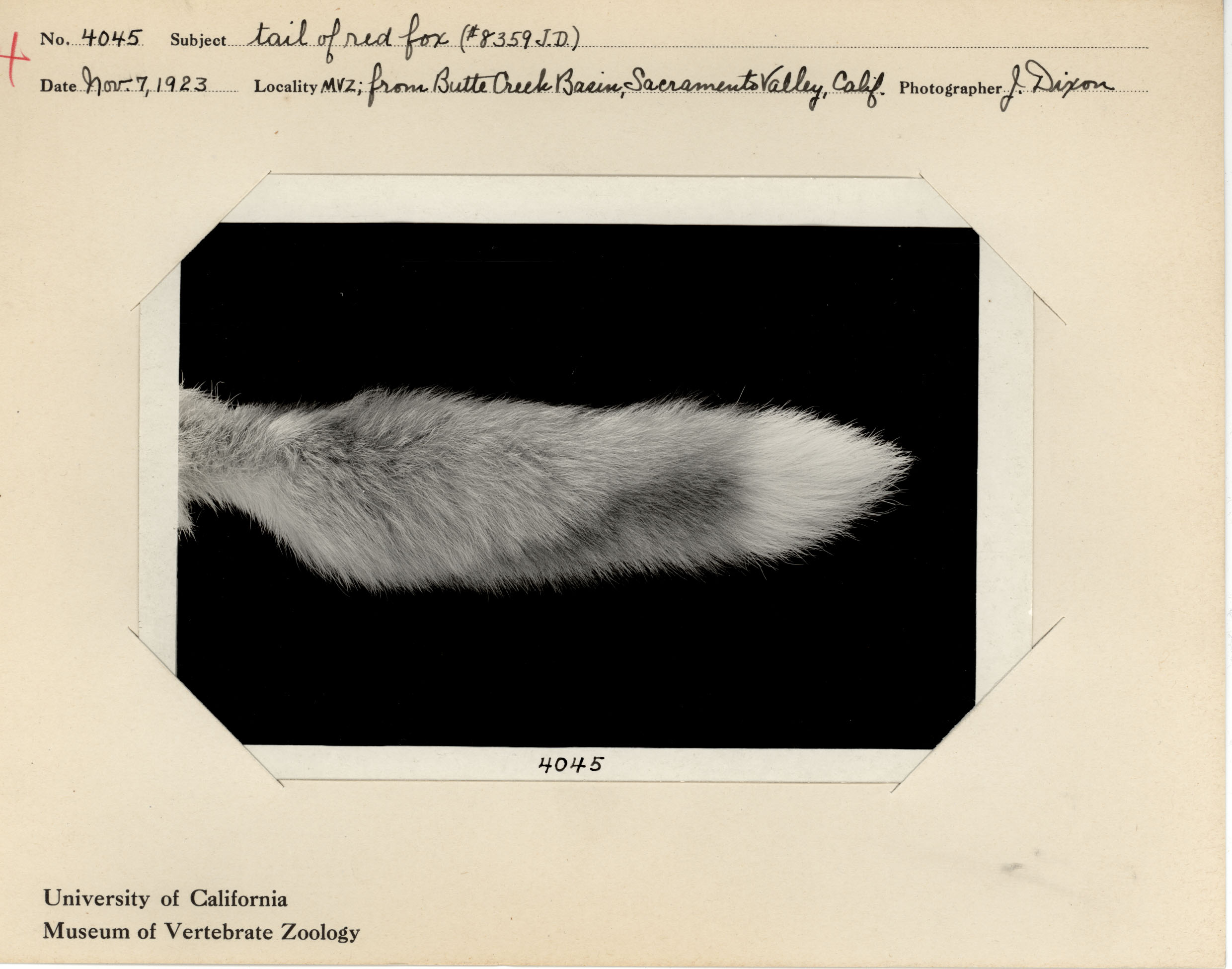 “Tail of red fox,” November 7, 1923, photographed by Joseph Dixon, MVZ Image No. 4045.