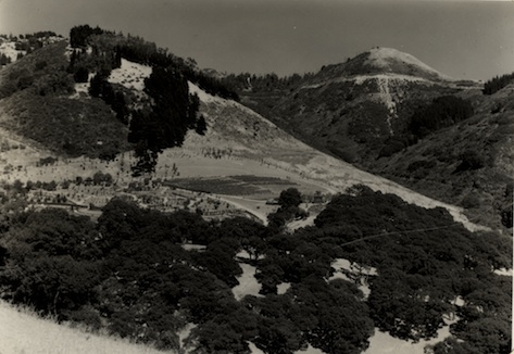 Photo retake of MVZ Img 7051, Strawberry Canyon, Berkeley, CA , 1935 July 26, Stuart Wood Grinnell, MVZ Img 7083. 