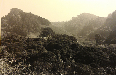 Retake of #7083, Strawberry Creek Canyon, Berkeley California, 1996 March, by Oliver P. Pearson.