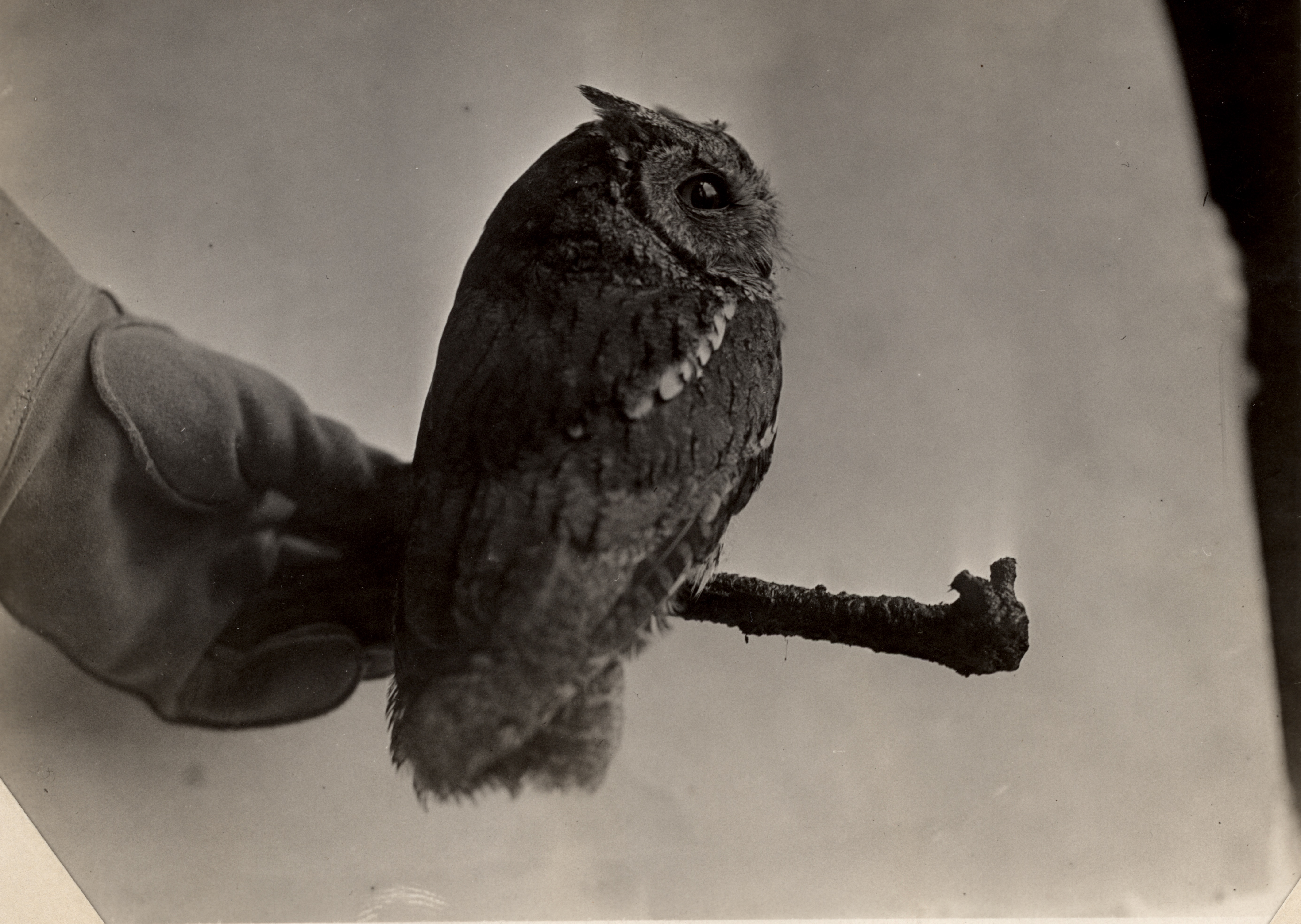 S. Calif. Screech Owl - in life, at Museum; specimen from 6 mi. e. Coulterville, Mariposa Co., Cal., by T. I. Storer, MVZ no. 2017